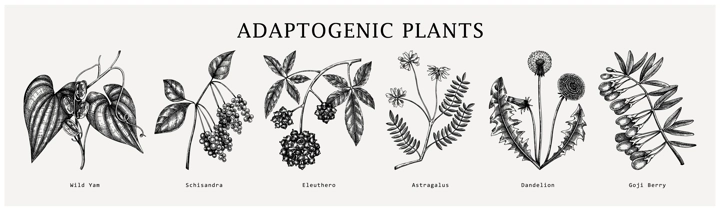 Adaptogen plants collection. Hand-sketched botanical illustrations set. Perfect for recipe, menu, label, packaging. Vector medicine plants, weeds, herbs, berry outlines in vintage style.